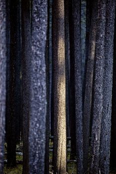 Lodgepole Pine Canada Cypress Hills Saskatchewan scenic