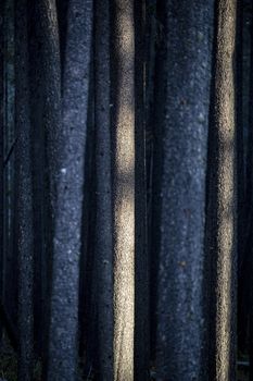 Lodgepole Pine Canada Cypress Hills Saskatchewan scenic