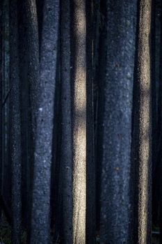 Lodgepole Pine Canada Cypress Hills Saskatchewan scenic