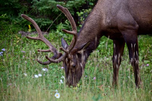 Wild Elk Canada Prince Albert Park Saskatchewan
