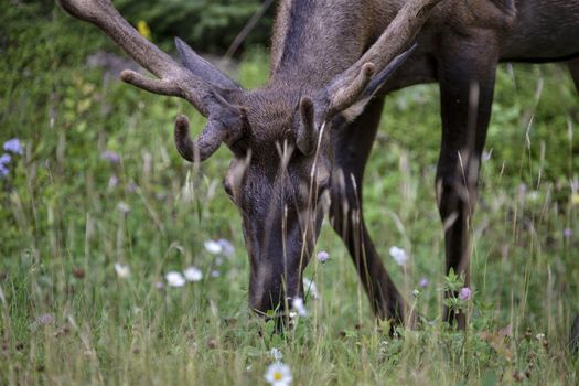 Wild Elk Canada Prince Albert Park Saskatchewan