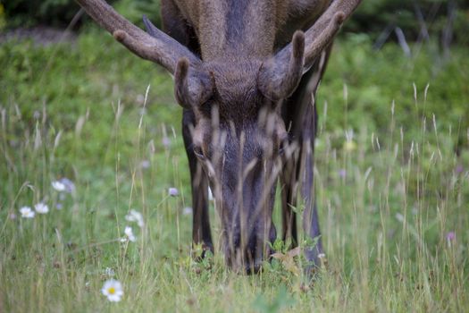 Wild Elk Canada Prince Albert Park Saskatchewan