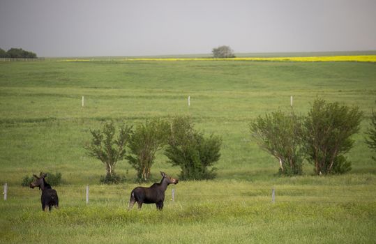 Prairie Moose Canada Alberta cow and calf yearling