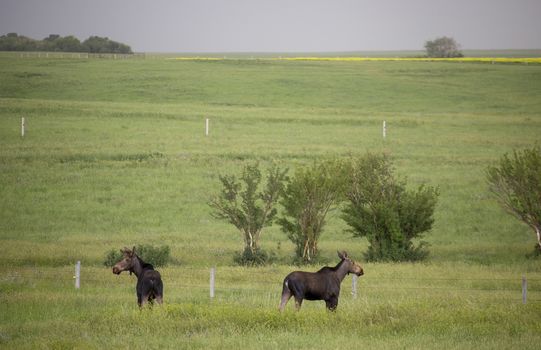 Prairie Moose Canada Alberta cow and calf yearling