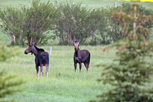 Prairie Moose Canada Alberta cow and calf yearling