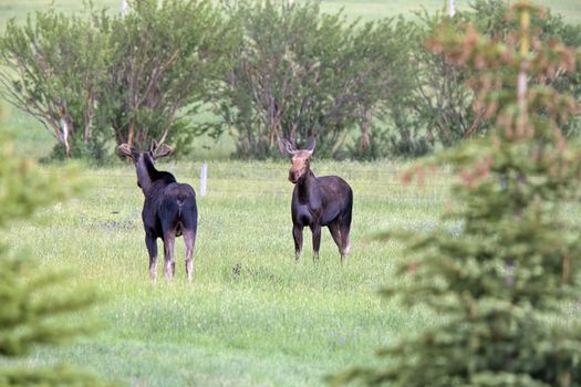Prairie Moose Canada Alberta cow and calf yearling
