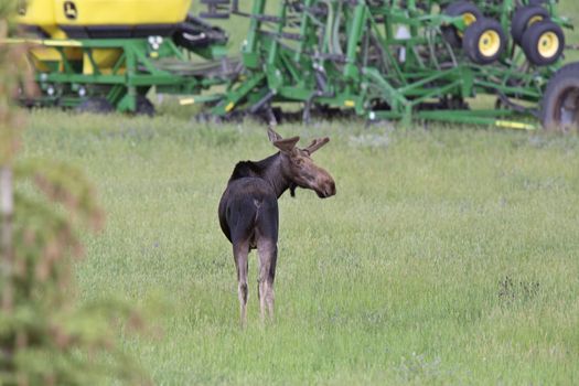 Prairie Moose Canada Alberta cow and calf yearling