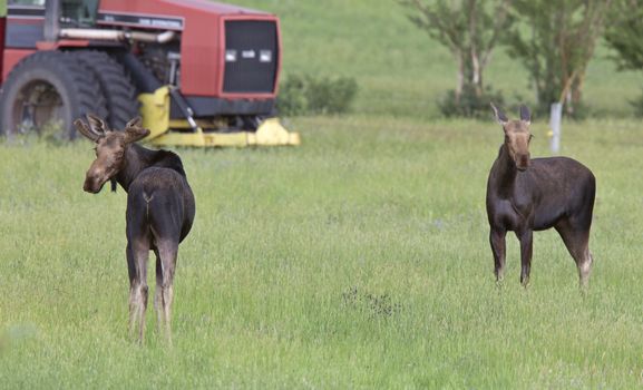 Prairie Moose Canada Alberta cow and calf yearling