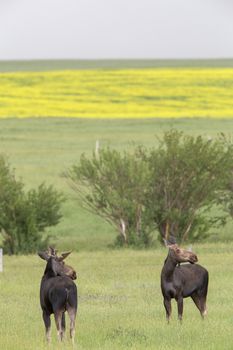 Prairie Moose Canada Alberta cow and calf yearling