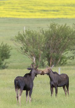 Prairie Moose Canada Alberta cow and calf yearling