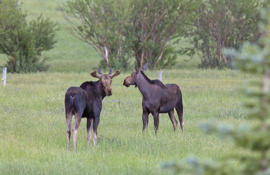 Prairie Moose Canada Alberta cow and calf yearling