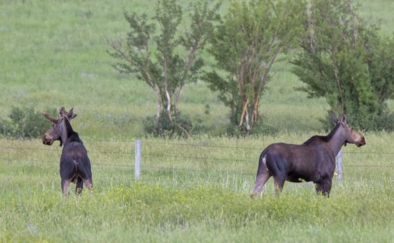 Prairie Moose Canada Alberta cow and calf yearling