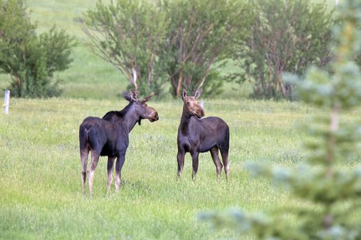 Prairie Moose Canada Alberta cow and calf yearling