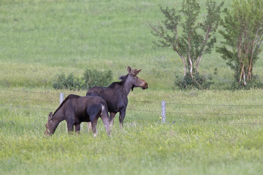 Prairie Moose Canada Alberta cow and calf yearling