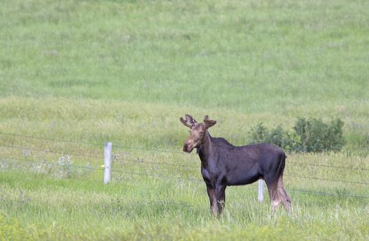 Prairie Moose Canada Alberta cow and calf yearling