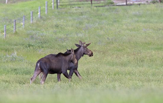 Prairie Moose Canada Alberta cow and calf yearling