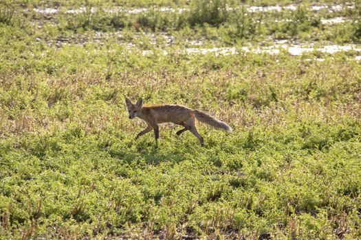 Wild Wet Fox Canada rainfall prairie storm mammal