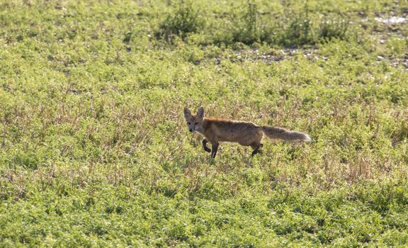 Wild Wet Fox Canada rainfall prairie storm mammal