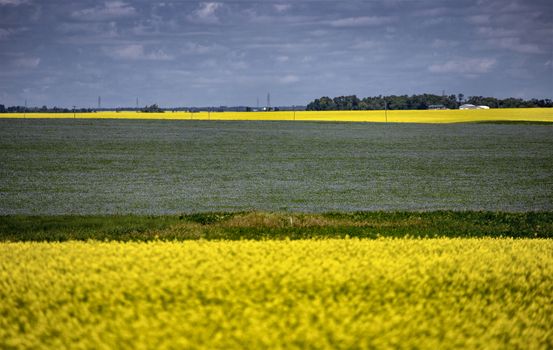 Flax and Canola Canada yellow blue flowers