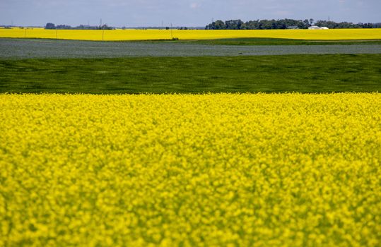 Flax and Canola Canada yellow blue flowers