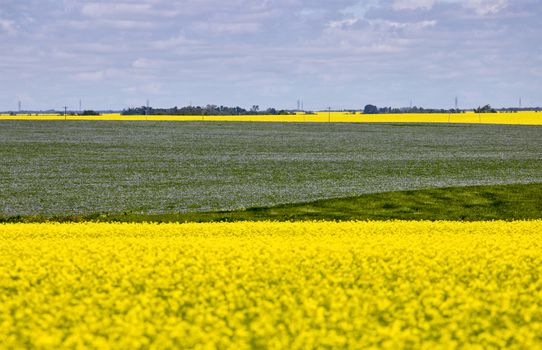 Flax and Canola Canada yellow blue flowers