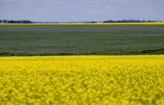 Flax and Canola Canada yellow blue flowers