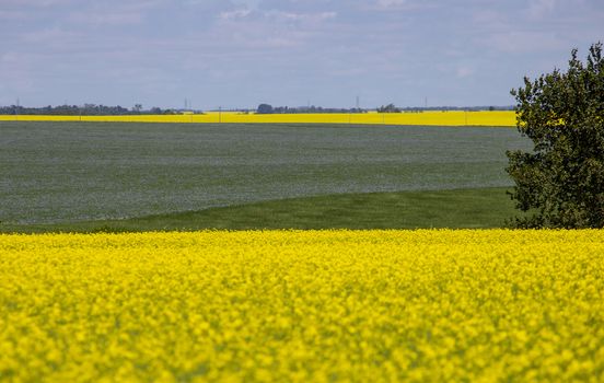 Flax and Canola Canada yellow blue flowers