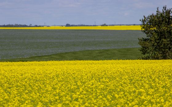 Flax and Canola Canada yellow blue flowers