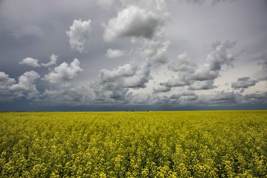 Prairie Storm Clouds Canada Saskatchewan Dramatic Summer