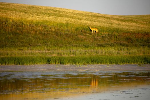 Prairie Storm Clouds Canada Saskatchewan Dramatic Summer