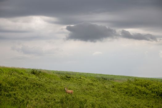 Prairie Storm Clouds Canada Saskatchewan Dramatic Summer