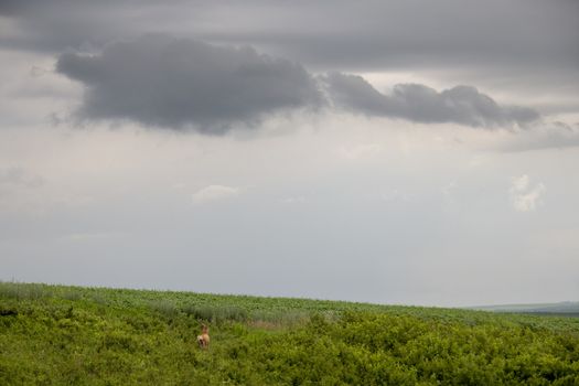 Prairie Storm Clouds Canada Saskatchewan Dramatic Summer