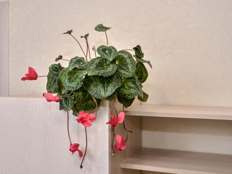 Patterned green leaves of the Persian cyclamen with red flowers on a light furniture background.