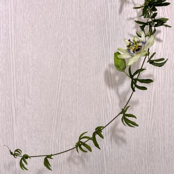 Escape with a flower and a bud of passionflower, a plant with carved leaves on a light background.