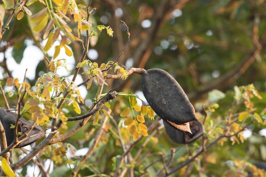 black rosewood is tree specie of Thailand. it is dominant tree in forest .After tree had older seed next to drop in the the ground and growth to new tree.