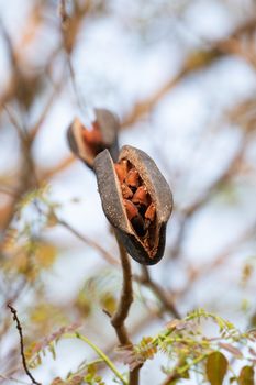 black rosewood is tree specie of Thailand. it is dominant tree in forest .After tree had older seed next to drop in the the ground and growth to new tree.