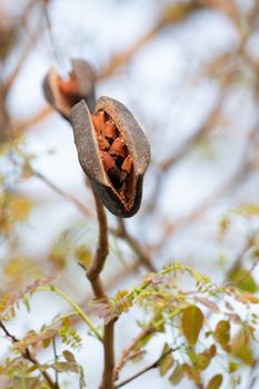 black rosewood is tree specie of Thailand. it is dominant tree in forest .After tree had older seed next to drop in the the ground and growth to new tree.