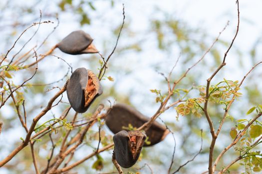 black rosewood is tree specie of Thailand. it is dominant tree in forest .After tree had older seed next to drop in the the ground and growth to new tree.