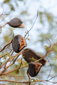 black rosewood is tree specie of Thailand. it is dominant tree in forest .After tree had older seed next to drop in the the ground and growth to new tree.