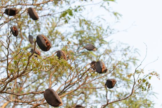 black rosewood is tree specie of Thailand. it is dominant tree in forest .After tree had older seed next to drop in the the ground and growth to new tree.