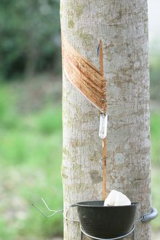 para rubber tree  have change of  leaf  in dry seson of thailand. Para rubber tree make milk rubber for rubber industry . It is product about rubber such as rubber glove , tire of cycle.