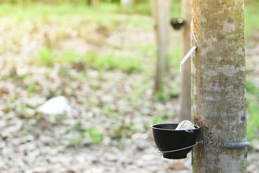 para rubber tree  have change of  leaf  in dry seson of thailand. Para rubber tree make milk rubber for rubber industry . It is product about rubber such as rubber glove , tire of cycle.