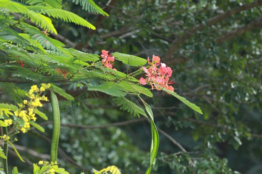 green leaf background in forest , have many species flora . background have many  colour in frame