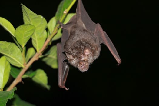 bat  are sleeping in the cave hanging on the ceiling period midday