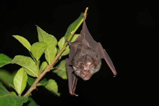 bat  are sleeping in the cave hanging on the ceiling period midday