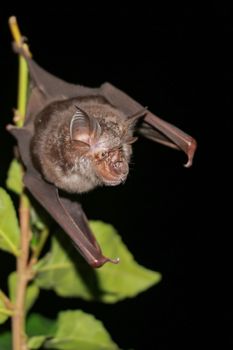 bat  are sleeping in the cave hanging on the ceiling period midday