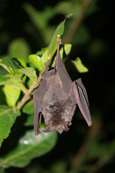 bat  are sleeping in the cave hanging on the ceiling period midday