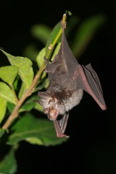 bat  are sleeping in the cave hanging on the ceiling period midday