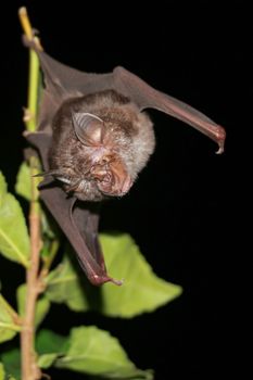 bat  are sleeping in the cave hanging on the ceiling period midday