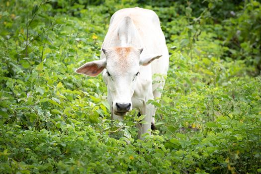 cow is on the grassland and  it is a bee in food industry